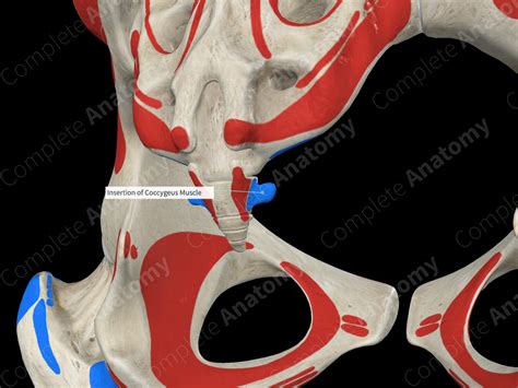 Insertion of Coccygeus Muscle | Complete Anatomy