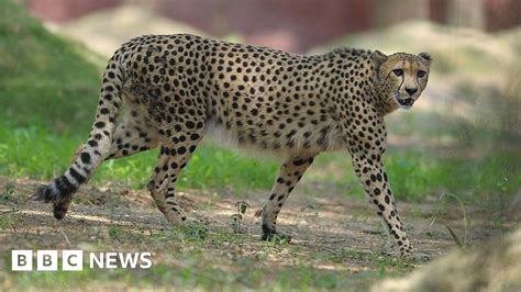 Madhya Pradesh: India prepares to welcome 12 African cheetahs