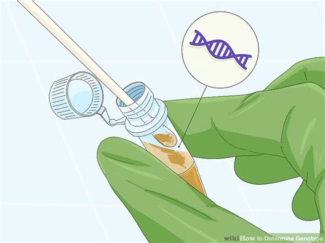 3 Ways to Determine Genotype - wikiHow