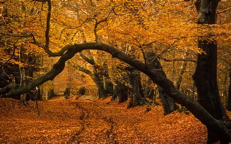 Lady's Walk, Ashridge Forest, Hertfordshire, England | Lat… | Flickr