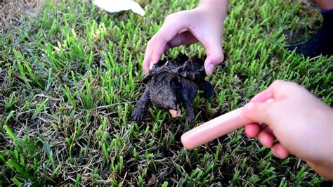 ALLIGATOR SNAPPING TURTLE BITE TEST! - YouTube