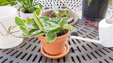 9 Practical Tips for Watering Houseplants : Mulhall's