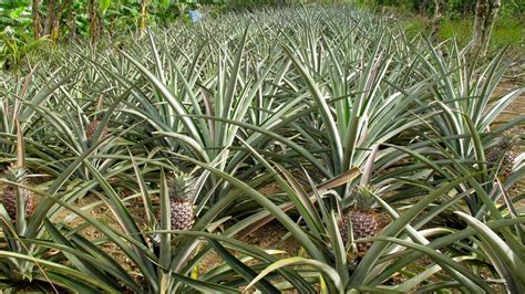 Growing Pineapple Plants at Home