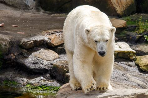 A Polar Bear in a Zoo · Free Stock Photo