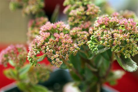 Sedums | Festival de la Tomate à Clapiers Arrêt devant le st… | Flickr