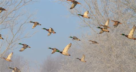 Uganda bird migration seasons- African Birding Trips- Africa Adventure