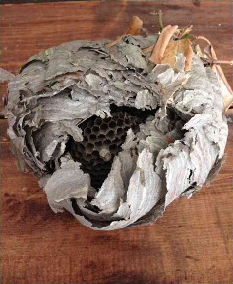 Wasp Nests - What A Nest Looks Like And What To Do About Them