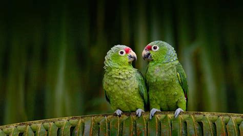 Two Little Green Parrots Are Standing On Tree Leaves Branch HD Birds Wallpapers | HD Wallpapers ...