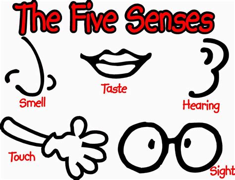 Ms María González: The five senses.