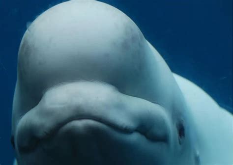 Beluga Whale Behavior - AnimalBehaviorCorner