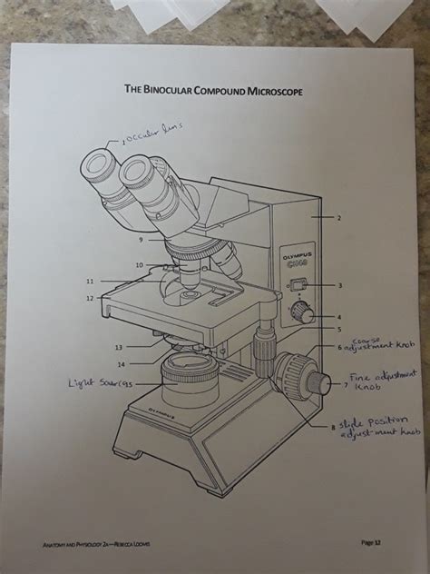 Solved THE BINOCULAR COMPOUND MICROSCOPE Cc oL 10 GHOO 12 13 | Chegg.com