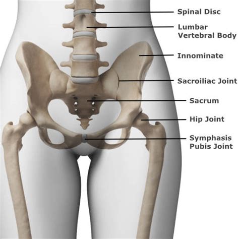 Pelvis Names Of The Bones, Anatomy, Labeled Diagram, 41% OFF