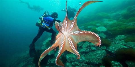 Giant Pacific octopus: the largest octopus species | Newz