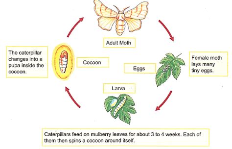 Draw A Well Labelled Diagram For Life Cycle Of Silk Moth Snapsolve | Images and Photos finder