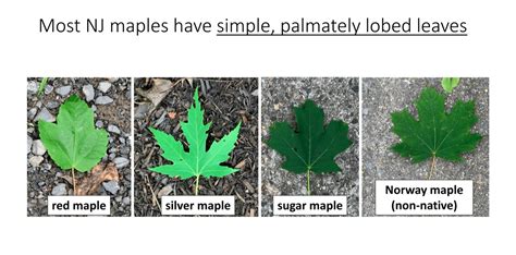 Sugar Maple Tree Leaf Identification