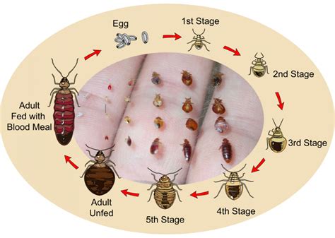 Life Cycle - Custom Bedbug