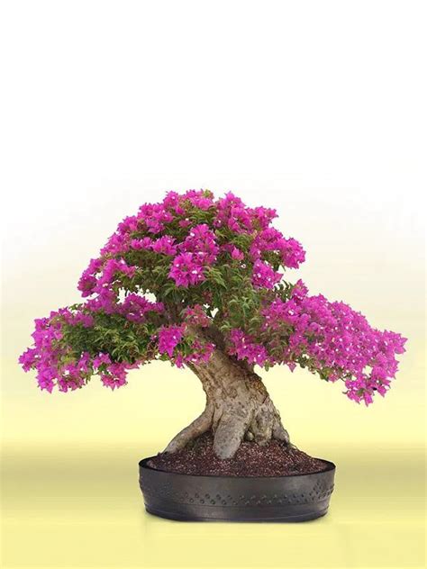 Cây Hoa Giấy Bonsai • Sài Gòn Hoa 2024