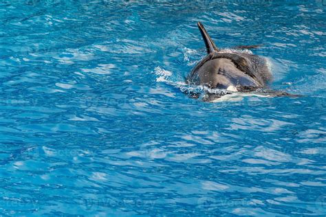 killer whale orca while swimming 12187154 Stock Photo at Vecteezy