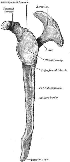 Scapular fracture - wikidoc
