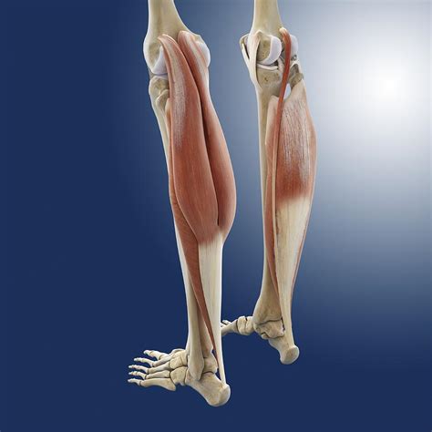 Calf Muscle Anatomy