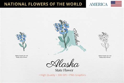 Alaska State Flower SET Graphic by Hanatist Studio · Creative Fabrica