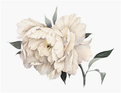 White Peony Watercolor Png , Free Transparent Clipart - ClipartKey