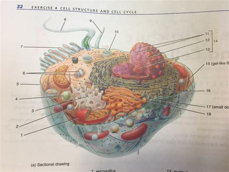 BIO-151 Chapter 3 Structure of Cytoplasm Diagram | Quizlet