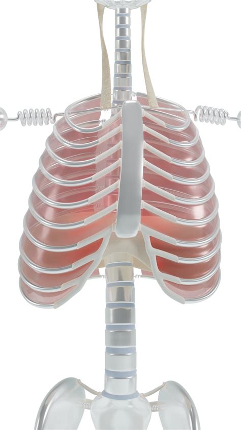 Thoracic rotation Thoracic rotation