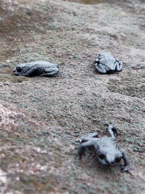 Venezuela: Mt Roraima – Roraima Black Frogs – Travel2Unlimited