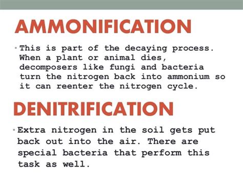 The Nitrogen Cycle