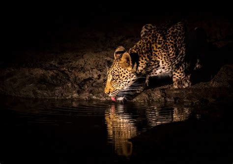 Tips to Photograph Wildlife on a Night Safari in Africa | Nature TTL