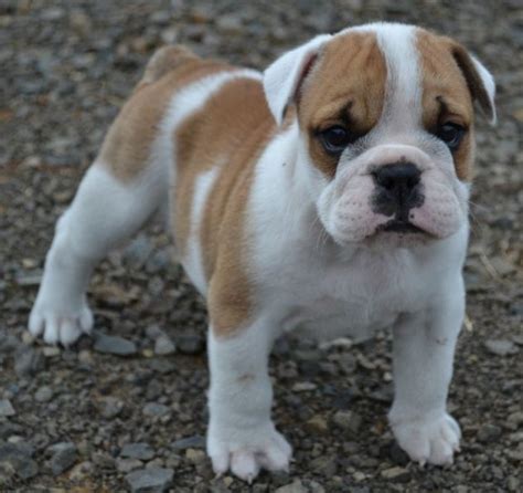 Australian Bulldog Breed Guide - Learn about the Australian Bulldog.