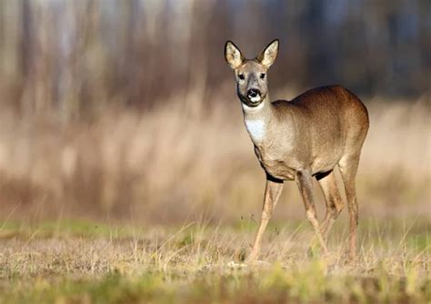 Curious Roe Deer Natural Habitat Stock Photo by ©kwasny222 218242282