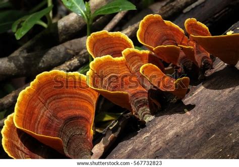 430 Australian Fungi Images, Stock Photos & Vectors | Shutterstock