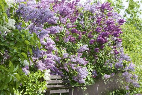 9 Best Privacy Shrubs