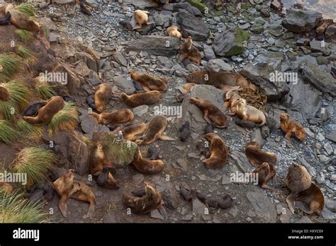 Breeding group of Southern Sea Lions (Otaria flavescens) with pups on the coast of Sealion ...