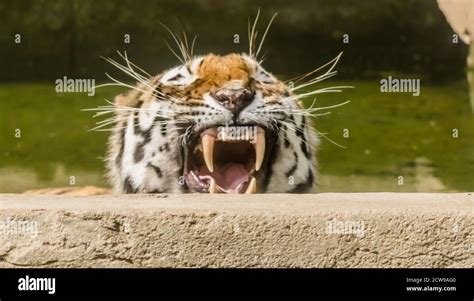 Tiger roar close up hi-res stock photography and images - Alamy