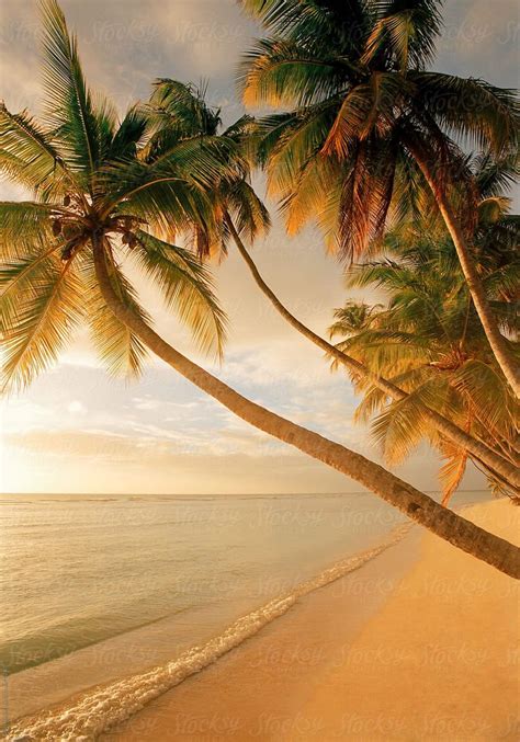 "Palm Trees Along The Beach At Pigeon Point" by Stocksy Contributor ...