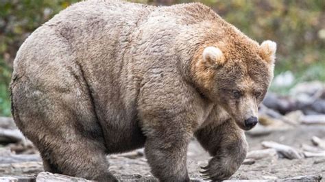 ‘Long live the Queen of Corpulence’: Winner of viral Fat Bear contest revealed – The News Beyond ...