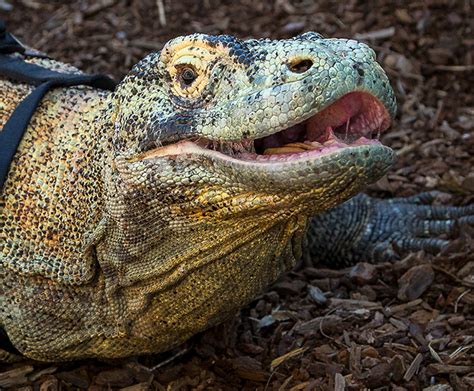 Komodo dragon | San Diego Zoo Kids