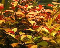 Aquatic Aquarium Plants: Ludwigia - Broad (Ludwigia repens)