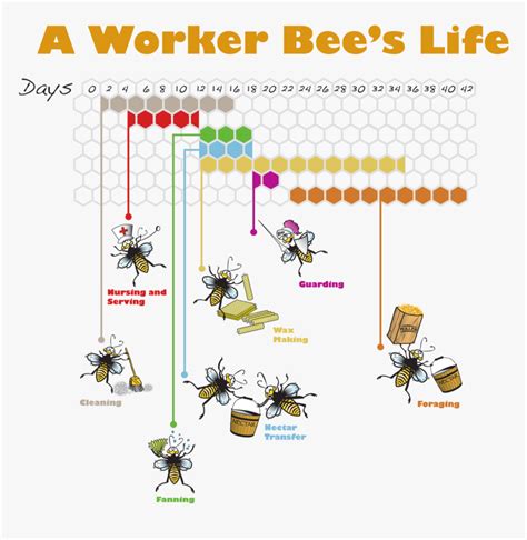 Workerbeelife - Roles Of A Worker Bee, HD Png Download - kindpng