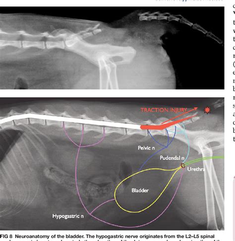 Figure 8 from Acute Spinal Cord Injury in the Cat: Causes, Treatment ...