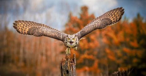 Great Horned Owl Wingspan & Size: How Big Are They? - A-Z Animals