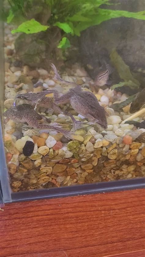 Feeding time. : r/AquaticFrogs