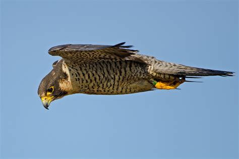 Falcon Medicine soar higher than ever before