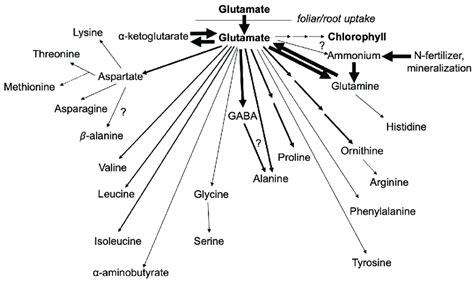 Glutamate occupies a central position in plant amino acid metabolism ...