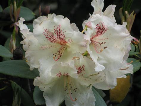 Beautiful Washington State: Rhododendron: The Official Flower of ...