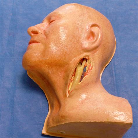 LifeLike Carotid Head Simulator – LifeLike BioTissue