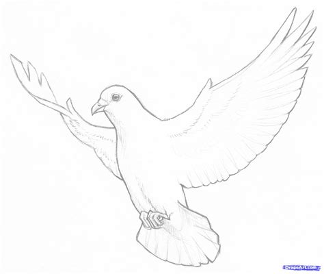 Simple Dove Drawing at GetDrawings | Free download